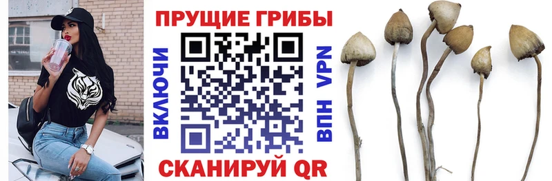 Псилоцибиновые грибы Psilocybine cubensis  Суздаль 